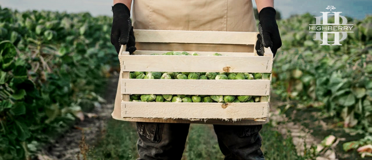 Працівник на полі збирає врожай брюсселької капусти у шпоновий ящик