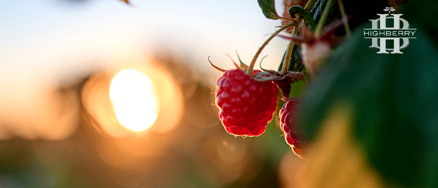 ягоди малини на кущі у закатних променях сонця