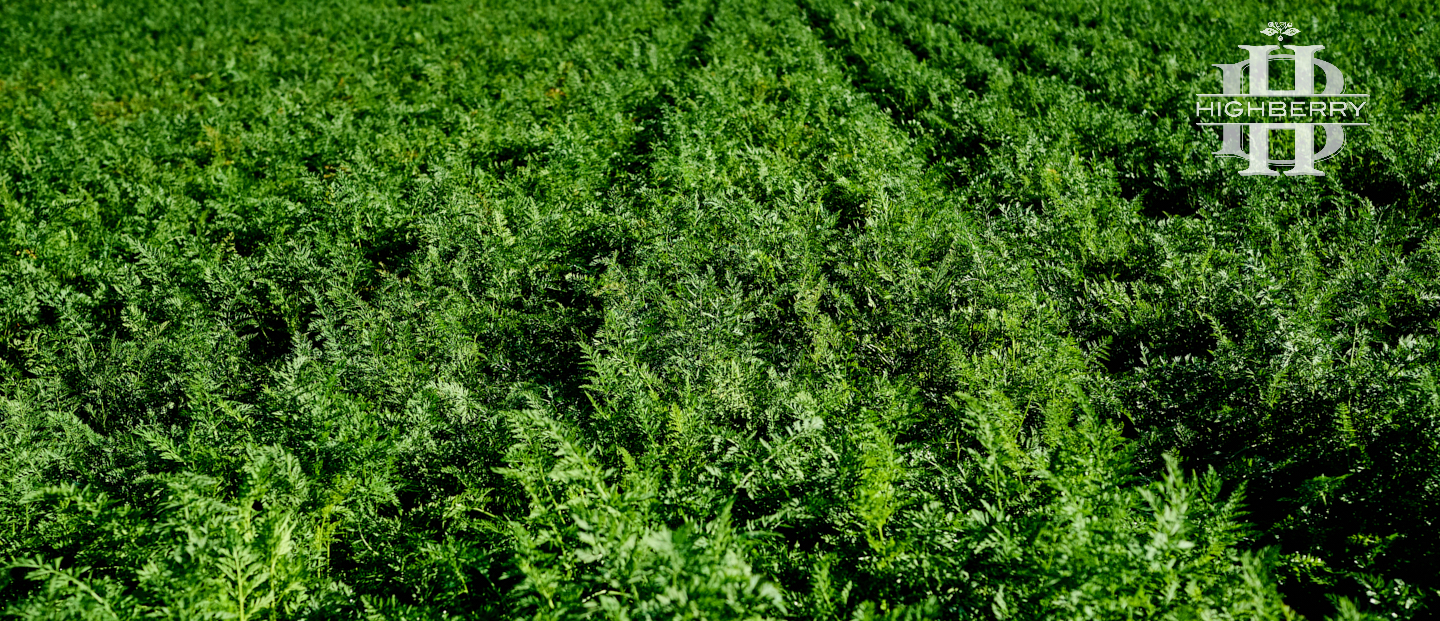 зелене поле моркви серпень перед початком збору врожаю